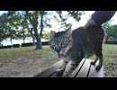 夕方の公園のベンチに座ると隣に猫が飛び乗ってきた