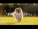 走れ！ ポメラニアン