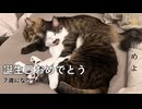 誕生日おめでとう猫【みたらし・あんこ2024】