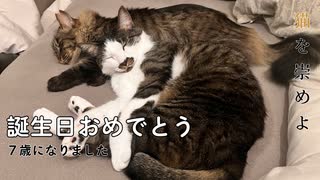 誕生日おめでとう猫【みたらし・あんこ2024】