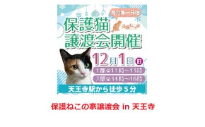 保護ねこの家譲渡会 in 天王寺