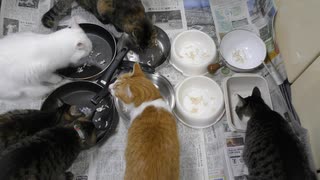 今週のおやつ（本隊）【蒼民家の猫々】
