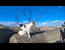 木の枝にスリスリする防波堤の猫 #猫 #猫島
