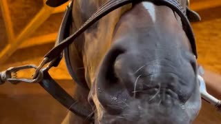 平常運転なオジュウチョウサン