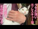 クセがすごいレスキュー猫、街の名物猫になる