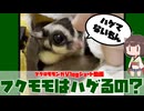 【 #フクロモモンガ 】質問回答動画：フクモモって必ずハゲるの？！【 #おつモモンガ  】【 #shorts 】