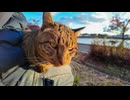 公園の池の側にいた猫ちゃん、ナデナデすると膝の上に乗ってきた #猫
