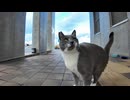 フェリー欠航中の切符売り場、ドアを開けると猫が飛び出してきた #猫 #猫島