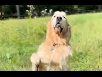 ホモと見る知恵を授けてくれる、イッヌ師匠