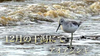 12月の干潟にて　アオアシジギがいました