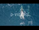 2 humpback whales swimming and fluking in the beautiful blue ocean, in the clear water sea