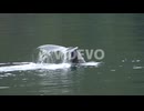 Tail fluke of a humpback whale diving in Alaska