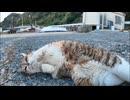 漁港にいた猫を撫でるとゴロンゴロン転がってカワイイ #猫 #猫島
