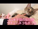 コムギ子猫、反抗期でウチューネコをボコる