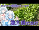 2024年12月2日　農作業日誌P1197　葉大根の出荷日だけど、コメント紹介が一杯なのです