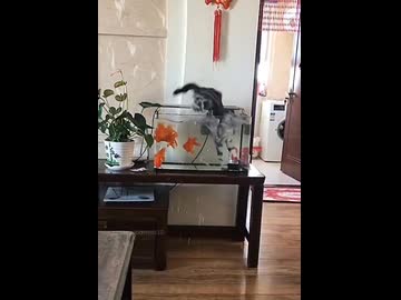 ホモと見る水vs猫たち