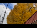 吉野大銀杏の紅葉を見る