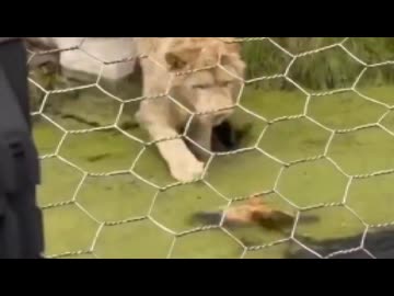 ホモと見る限界突破した中国の動物園の有料サービス