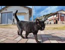 猫島の広場で出会った黒猫ちゃん、後ろ向いてナデナデを要求してカワイイ #猫島 #猫