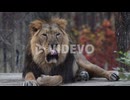 Asiatic lion