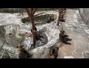 のぼりべつクマ牧場