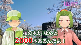 虹の丘ゆめと霊園の桜【いいもり魅力発信②】