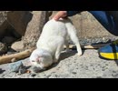 海辺の猫ちゃん頭を撫でるとゴロゴロ寝転んでカワイイ