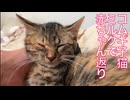 コムギ子猫、ミルクで赤ちゃん返りする