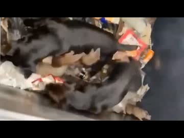 ホモと見る犬vsドブネズミの仁義なき戦い