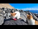 海辺でお魚を見つけた猫はすぐに狙われる #猫 #猫島
