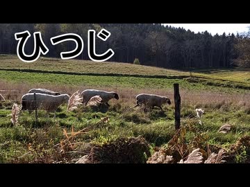 ひつじ