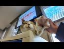 フェリー待合室のロッカー上で休む三毛猫ちゃん、人が来るとモフられに降りてくる #猫 #猫島