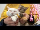 コムギ子猫、猫型珍獣じいちゃん大好きになる