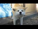 ホモと見るクッソ面倒臭そうに威嚇しに来る実家の秋田犬