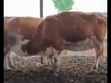 ホモと見るお互いの乳を飲む牛