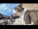 海辺の猫ちゃん口喧嘩してます