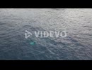 Humpback Whale Breach In Blue Ocean Near Bondi Beach