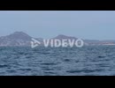 Humpback Whale breaching of the coast out in the sea