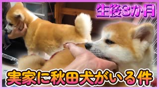 実家に秋田犬がやってきた！