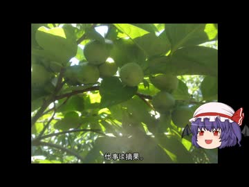 ゆっくり農民252カキを育ててみませんか？#2