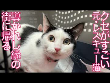 クセがすごいレスキュー猫、導かれし縁の元に帰る