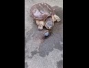 ホモと見るカミツキガメが噛みつく速さ