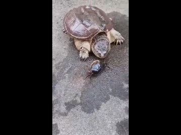 ホモと見るカミツキガメが噛みつく速さ