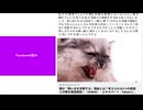 にゃんこ怒る