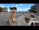 何でこうなるの？仲良しかと思ってたら突然キレる猫 #猫 #猫島