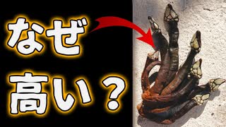 このキモい生物が超高価な理由がこちら【解説動画】