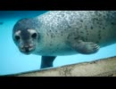 渋川マリン水族館