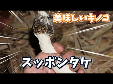 スッポンタケを採って食べる【天然キノコ】