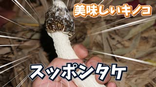 スッポンタケを採って食べる【天然キノコ】