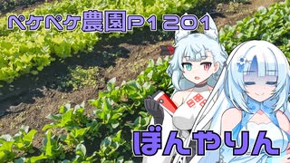 2024年12月6日　農作業日誌P1201　小松菜が大きくなってきたよ！急いで収穫しないと・・・